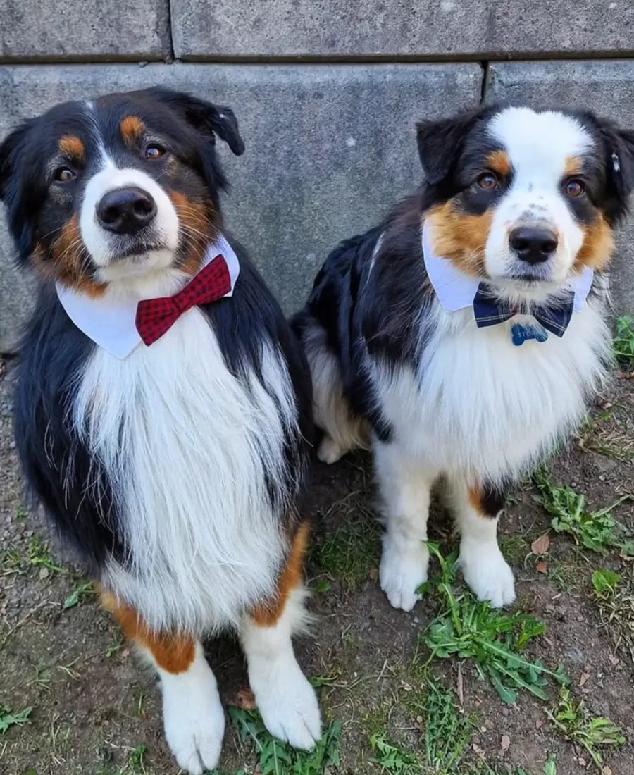 To velstelte australske gjeterhunder hos HIT Hundesalong
