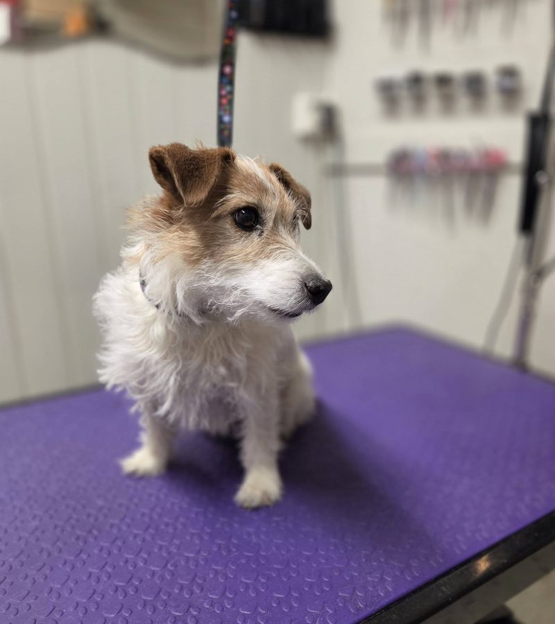 Glad hund på stellebordet
