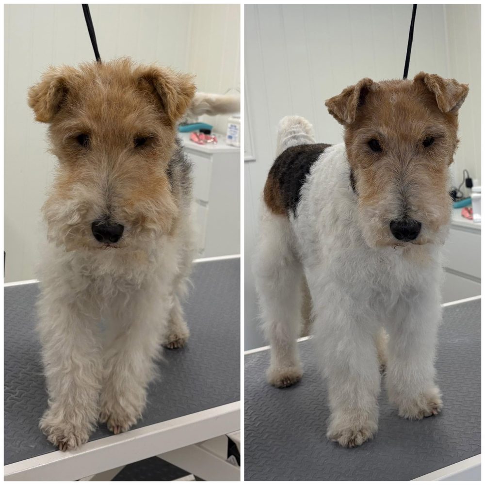 Ruhåret terrier før og etter trimming