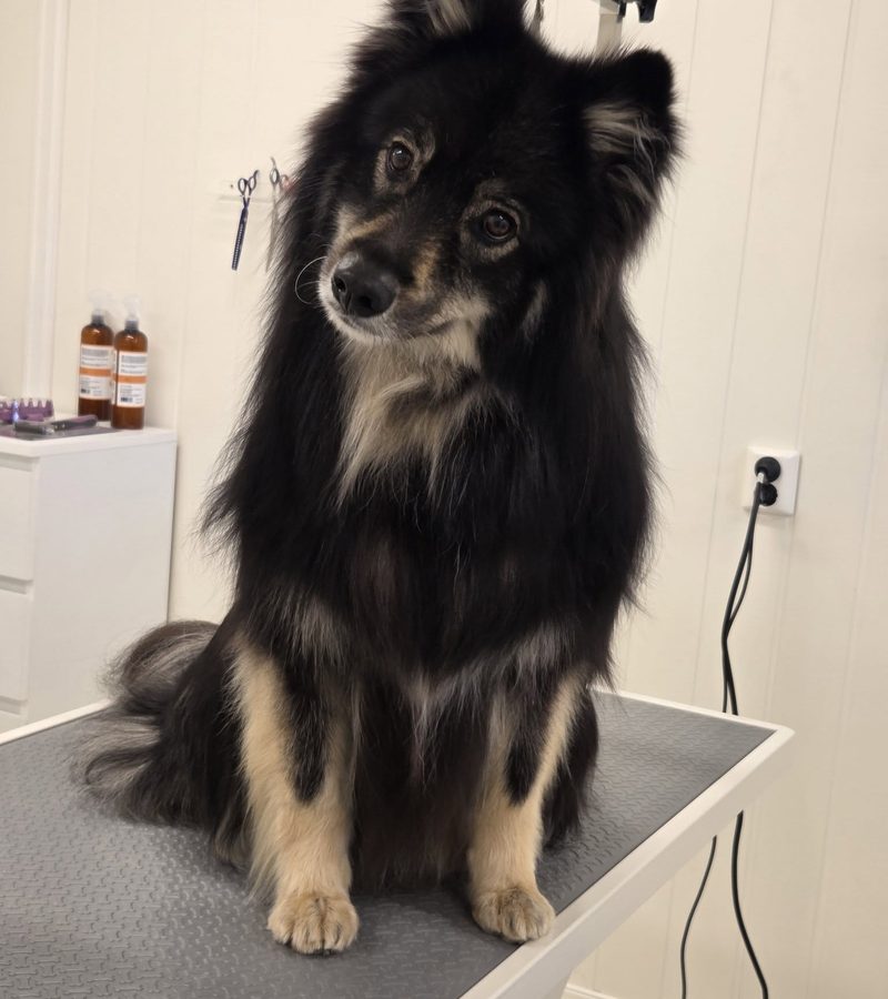 Langhåret hund ferdig stelt